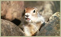 NWT Wildlife
