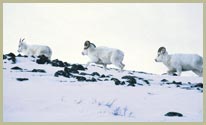NWT Wildlife