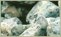 NWT Wildlife